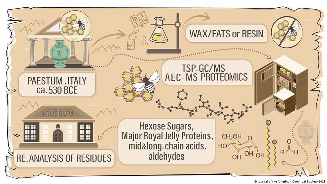 El estudio, publicado en la revista Journal of the American Chemical Society, confirma que las vasijas contenían miel o panales, un símbolo de inmortalidad en la cultura griega antigua. El estudio, publicado en la revista Journal of the American Chemical Society, confirma que las vasijas contenían miel o panales, un símbolo de inmortalidad en la cultura griega antigua.