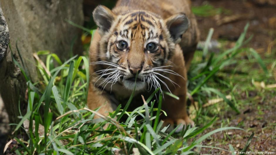 Meet Lilly: Berlin's Adorable Sumatran Tiger Cub - First Playtime Footage! (2026)