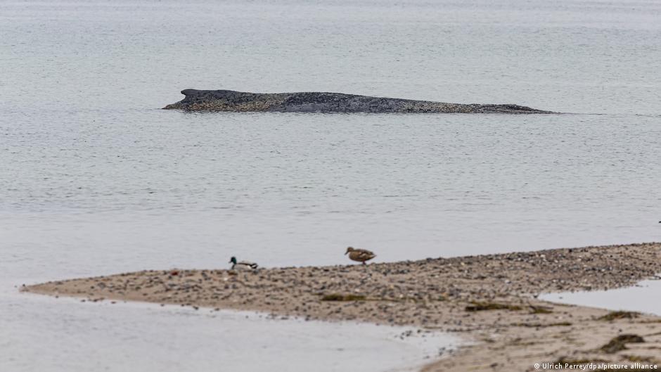 Stranded Whale Rescue Efforts in Germany: Can We Save This Majestic Creature? (2026)