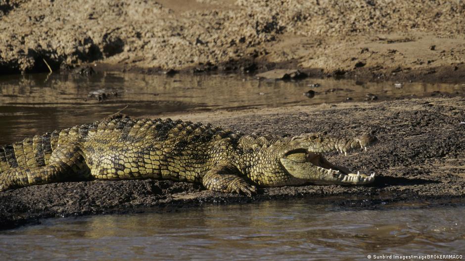 Israel's Plan to Use Crocodiles for Prison Security: A New Trend or a Bad Idea? (2026)