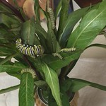 Monarch Butterfly's caterpillars 10-18-20