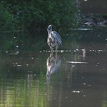 Heron Catching small Fish, slow motion