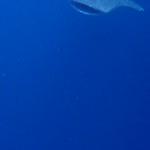 Whale Sharks close 16 sec P7303467 - Copy