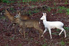 albino-deer