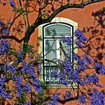 Jacaranda through my window