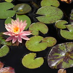 Lilly pond