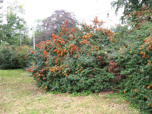 Park Szczytnicki (VIII)