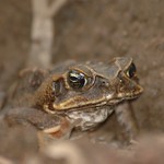 Cane Toad, up close and personal