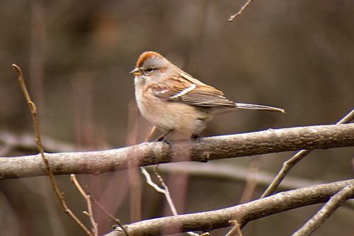 American Tree Sparrow