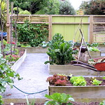 Kitchen Garden