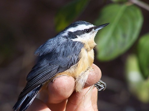 nuthatch