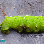 Tobacco Hornworm