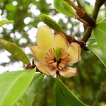 Banana Shrub Blossom
