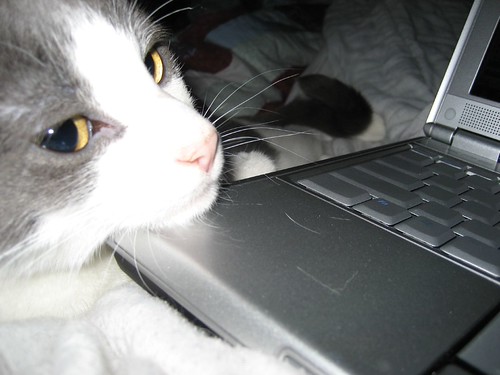 Kitty and Computer Love