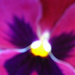 pansy