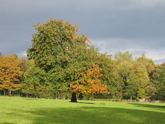 Autumn Tree