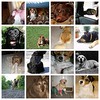 ! Love My Dog(s) November '06 Mosaic
