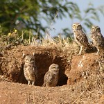 Esperando al cartero