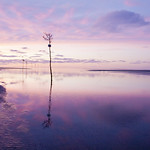 Cape Cod Clam Tree - Rock Harbor