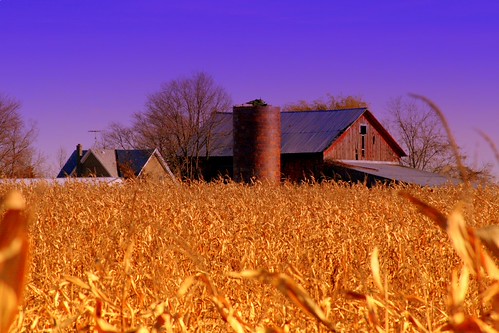 Barn and cornfield, photo by Jenni Jones