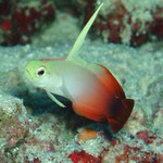FirE GobY