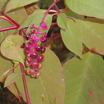 Uncle John's Cider Mill 2010 040