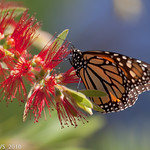Monarch Butterfly