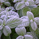 Frosty mint