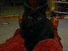 What is a cat to do?