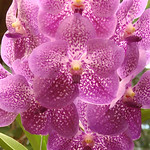 Vanda Orchid