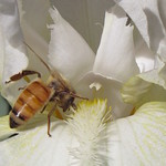 Iris 'I Bless' and Bee, Sept. 23rd