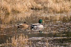 Mallard pair