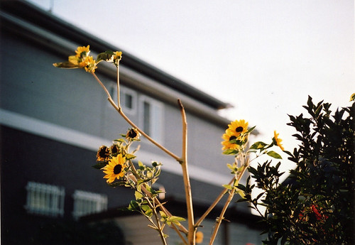 夏の終わり　2007