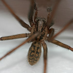 Giant House Spider 2