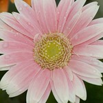 Pink Daisy with water drops