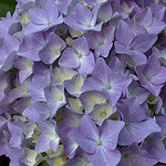 Hydrangeas