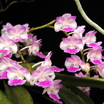 wild orchid