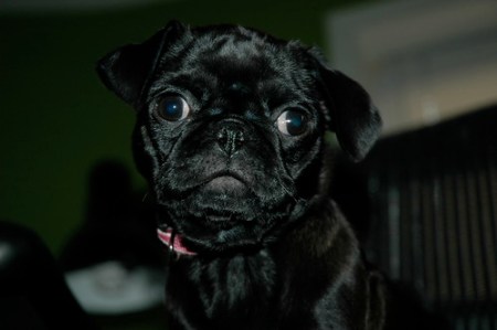 Thatcher, the pug