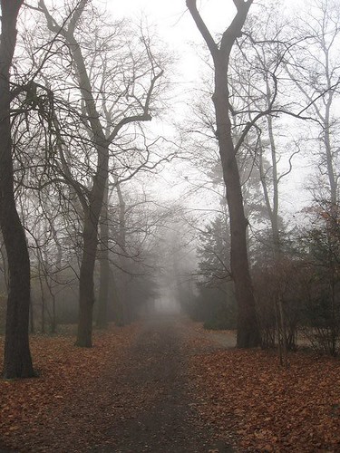 Mgła w Parku Szczytnickim (II)