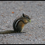 Chewing Chipmunk (USC_1382)