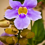 Barichara: Beautiful Flower