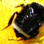 Bumble Bee