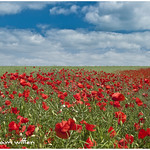 Dorset Poppies