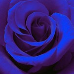 blue rose