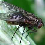 bye bye miss american fly