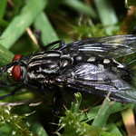 Flesh-fly - Sarcophaga sp.