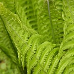 Ferns