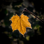 Golden Sycamore Leaf