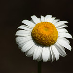 Daisy Delight