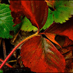 Strawberry Fields Forever